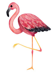 Pink flamingo. Watercolor illustration. Isolated element