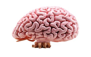 The Human Brain Revealed in Detailed Structure. This illustration showcases the intricate details and structure of the human brain, highlighting its various lobes, gyri, and sulci.