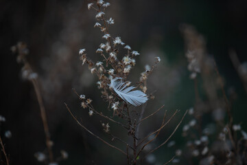 feather on a plant