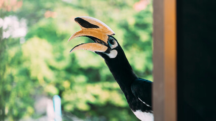 Hornbills (Bucerotidae) are a family of bird found in tropical and subtropical Africa, Asia and Melanesia. It is singing and relaxing on the roof .