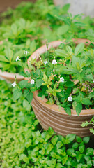 Field of green grass and blooming some small flowers, a lawn in spring. Can used on poster, social media posting and banner.