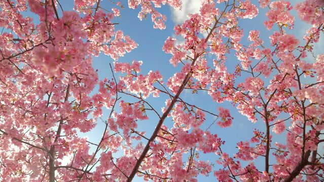 Blooming blossoms of sakura cherry tree in sunlight against blue sky, springtime.