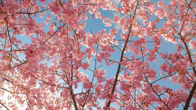 Blooming blossoms of sakura cherry tree in sunlight against blue sky, springtime.