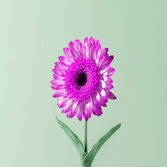 Concept of spring. Large purple gerbera flower on tulip stem on green pastel background.