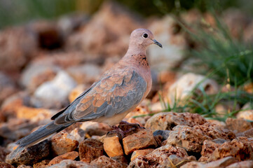 Laughing dove