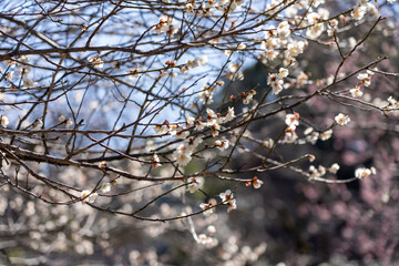 Plum blossoms blooming in the Hundred Herb Garden_102