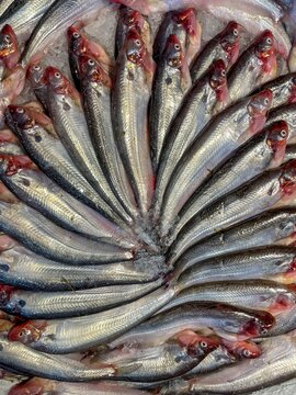 Fresh water Pabda fish of bangladesh.this photo was taken from Chittagong,Bangladesh.