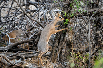 Damara dik-dik