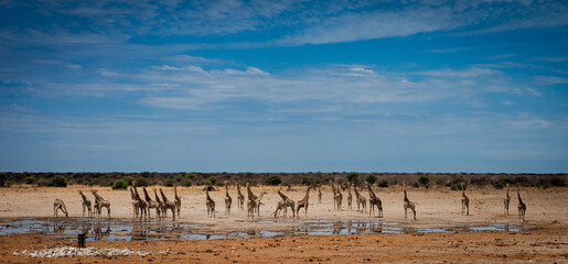 Large group of giraffe at a waterhole in Etosha