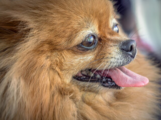 Portrait of red Pomeranian dog (also known as a Pom or Pommy). A breed of toy dog. Close-up.