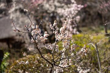 Plum blossoms blooming in the Hundred Herb Garden_91