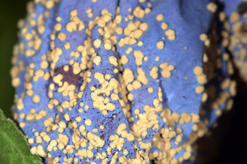 Moniliafäule,  Monilia fructigena an Pflaume, Zwetschge