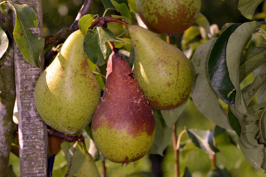 Moniliafruchtfäule,  Monilia fructigena an Birnenfrüchte