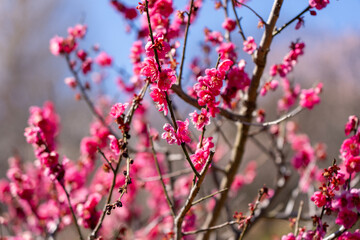 Pink Plum blossoms blooming in the Hundred Herb Garden_83