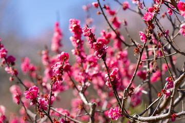 Pink Plum blossoms blooming in the Hundred Herb Garden_80
