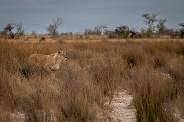 Lioness on the hunt