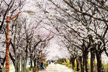 View of the cherry blossom in April