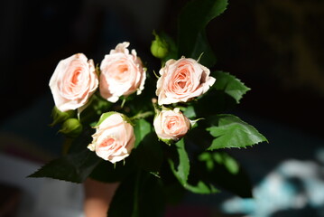 Elegant yellow pink small roses with green leaves, natural fresh chic rose pink cream color on black background.