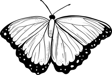 Hand drawn butterfly silhouette illustration. Black and white vector butterfly design on isolated background.