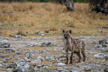 Spotted hyaena