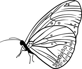 Hand drawn butterfly silhouette illustration. Black and white vector butterfly design on isolated background.