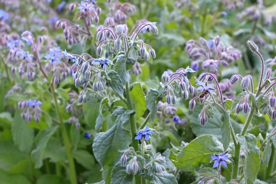Borage, lat Borago officinalis, blue flowers in bloom. Borago starflower is favorite medicinal herb with edible flowers.