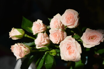 Elegant yellow pink small roses with green leaves, natural fresh chic rose pink cream color on black background.