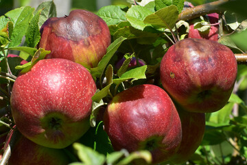 Sonnenbrand an Äpfeln