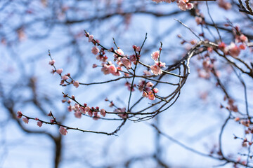 Plum blossoms blooming in the Hundred Herb Garden_63