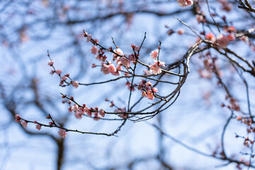 Plum blossoms blooming in the Hundred Herb Garden_62