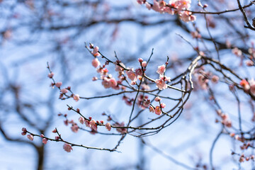 Plum blossoms blooming in the Hundred Herb Garden_60