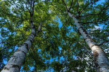 Fototapeta premium 白樺の森