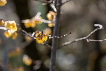 Plum blossoms blooming in the Hundred Herb Garden_52