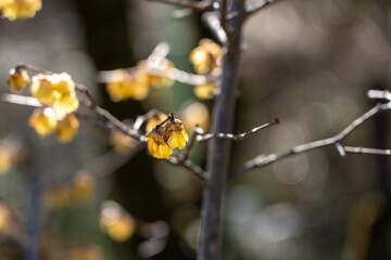 Plum blossoms blooming in the Hundred Herb Garden_51