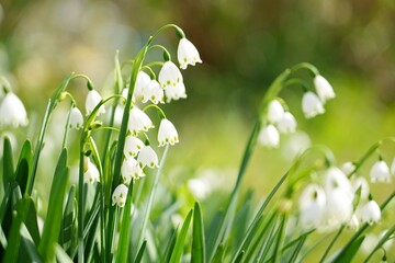 咲き乱れるスノーフレーク