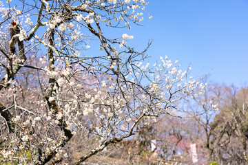 Plum blossoms blooming in the Hundred Herb Garden_48