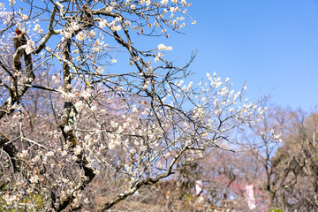 Plum blossoms blooming in the Hundred Herb Garden_47