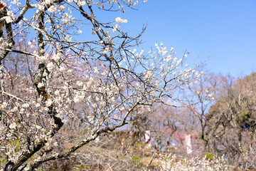 Plum blossoms blooming in the Hundred Herb Garden_45