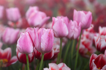 Beautiful pink tulip flowers in green grass. Pair of Tulips buds close view.