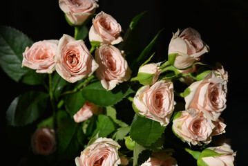 Obraz na płótnie Canvas Elegant yellow pink small roses with green leaves, natural fresh chic rose pink cream color on black background.