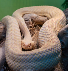 Albino Eastern diamondback rattlesnake , Crotalus adamanteus in a museum in genova