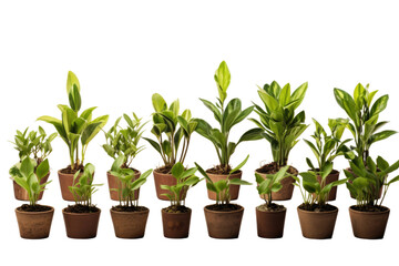 Group of Potted Plants Arranged Neatly. A variety of potted plants of different sizes and species are arranged closely next to each other. The pots are lined up in a row creating a good display.
