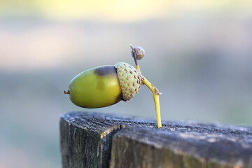 Eine Eichel mit Hütchen, die sich auf einem Baumstamm verklemmt hat, Traubeneiche, Quercus petraea