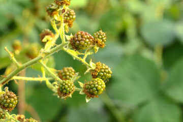 Unreife Früchte der Brombeere, Brombeerfrüchte, Rubus sectio Rubus