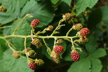 Unreife Früchte der Brombeere, Brombeerfrüchte, Rubus sectio Rubus