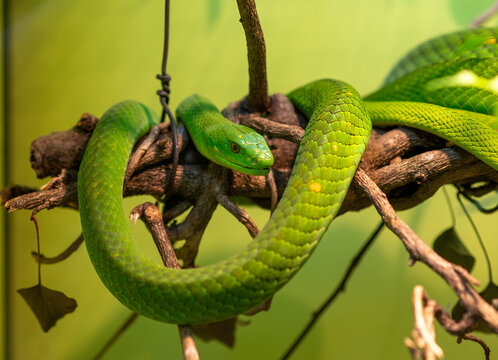 Portrait of Green mamba, Dendroaspis viridis