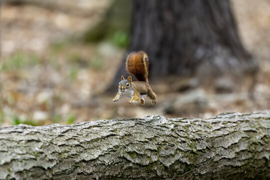 American red squirrel ((Tamiasciurus hudsonicus) known as the pine squirrel, North American red squirrel and chickaree.