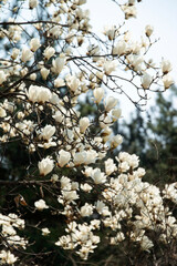 View of the magnolia flowers in spring