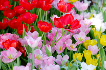 red tulips and pink tulips Tulip flower garden.