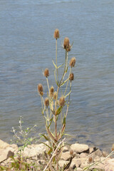 Fruchtstand der Distel Wilde Karde, Dipsacus fullonum